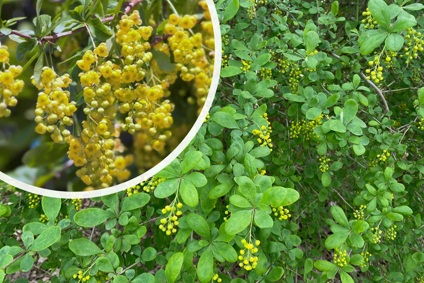 Berberitze - Berberis vulgaris