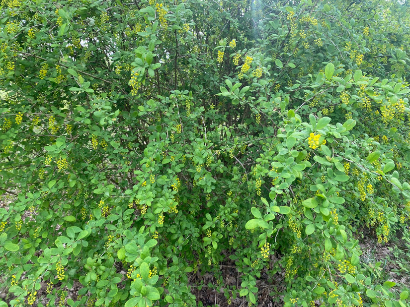 Berberitze - Berberis vulgaris