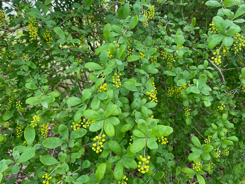 Berberitze - Berberis vulgaris