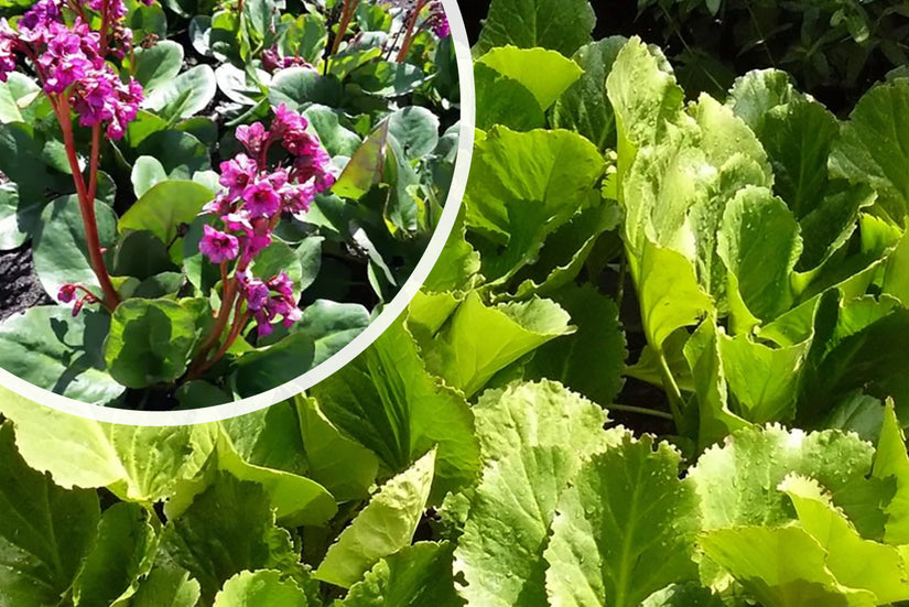 Schusterpflanze - Bergenia cordifolia 'Purpurea'