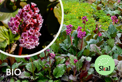 Bio-Schuhmacherpflanze - Bergenia cordifolia 'Rotblum'