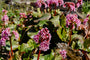 Bio-Schuhmacherpflanze - Bergenia cordifolia 'Rotblum'