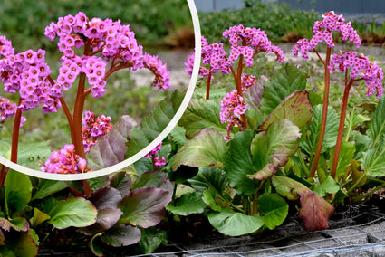 Schusterpflanze - Bergenia cordifolia