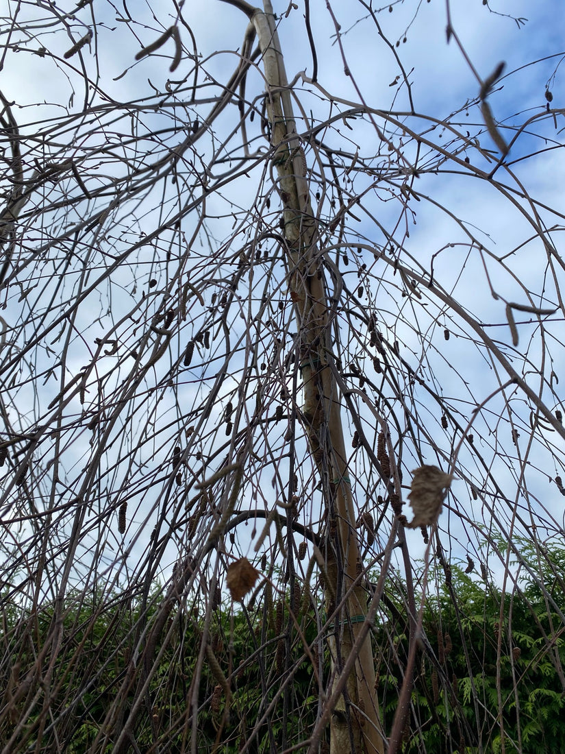 Weinender Baum - Betula pendula 'Youngii' Halbstamm