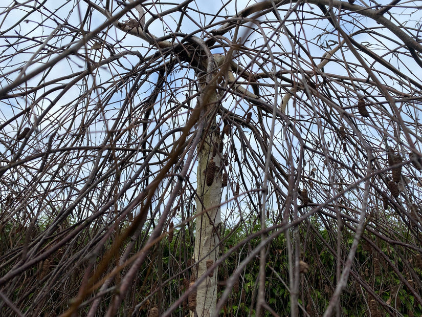 Weinender Baum - Betula pendula 'Youngii' Halbstamm