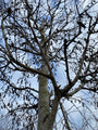 Weiße Himalaya-Birke - Betula Utilis