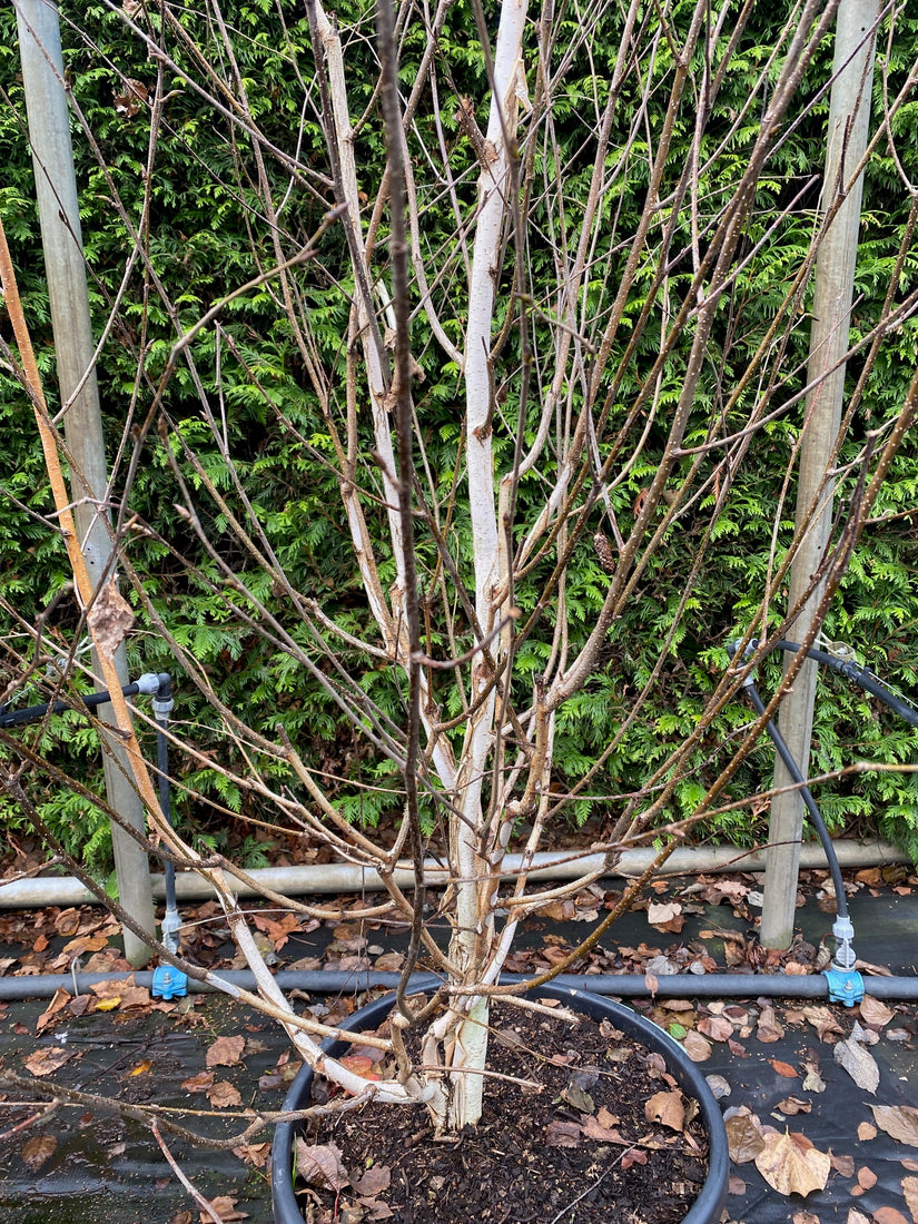 Weiße Himalaya-Birke - Betula utilis jacquemontii (mehrstämmig)