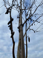 Weiße Himalaya-Birke - Säulenbaum Betula utilis jacquemontii