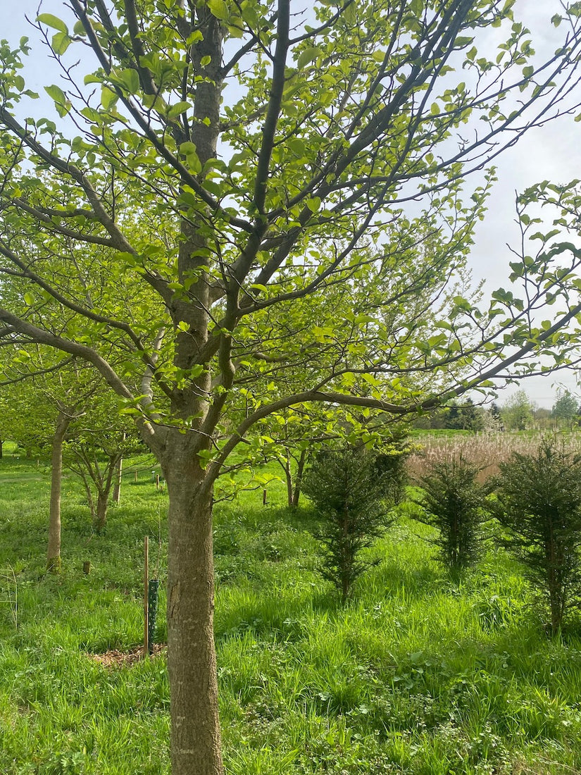 Biberbaum - Magnolia kobus