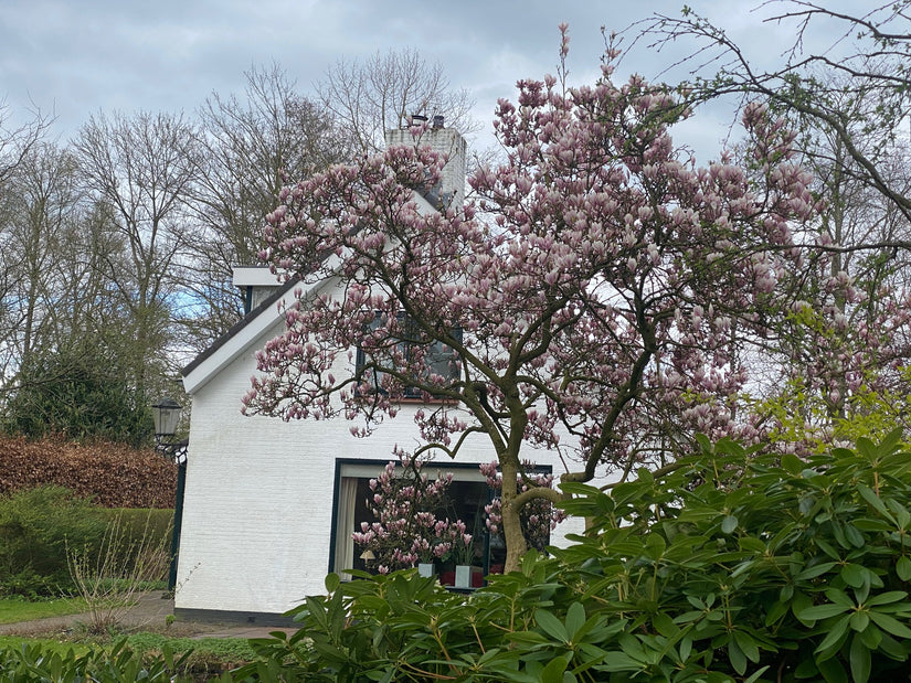 Gewöhnliche Magnolie - Magnolia x soulangeana