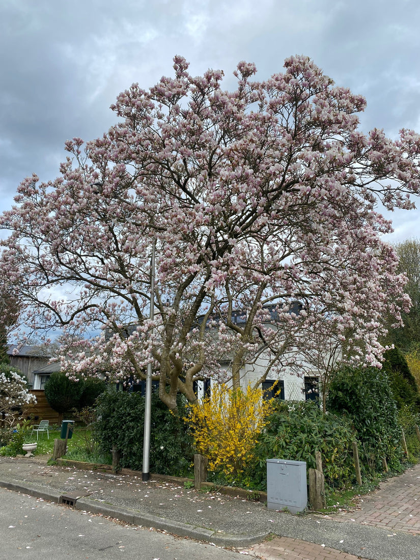 Biberbaum - Magnolie 'Heaven Scent' Standard 250-300 cm