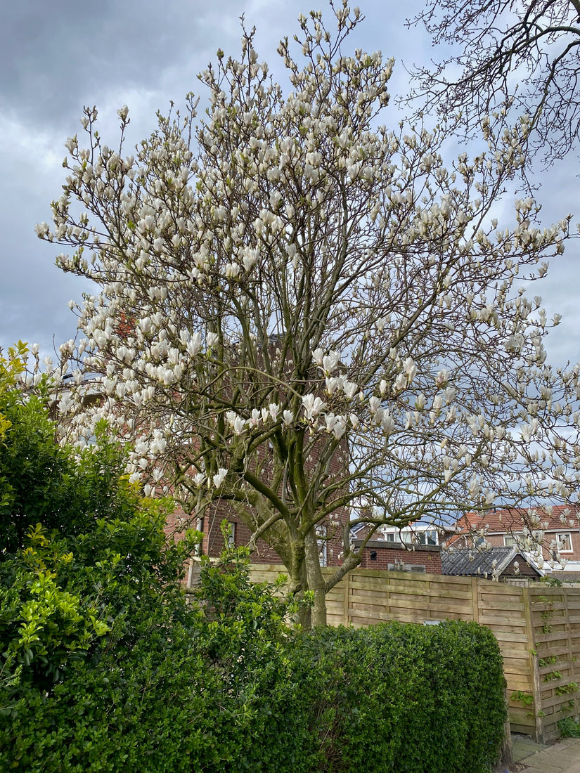 Biberbaum - Magnolia kobus