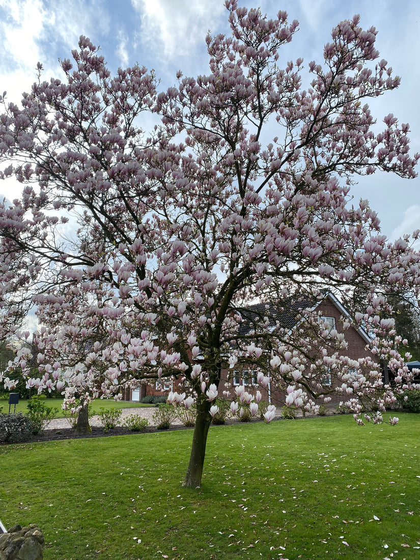 Gewöhnliche Magnolie - Magnolia x soulangeana