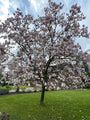 Biberbaum - Magnolie 'Heaven Scent' Standard 250-300 cm