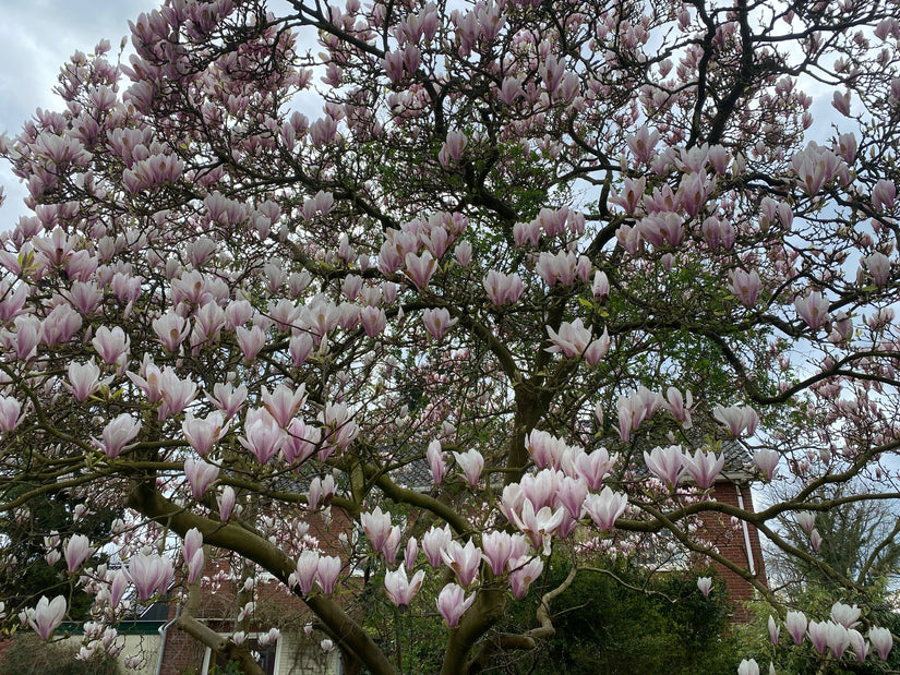 Gewöhnliche Magnolie - Magnolia x soulangeana