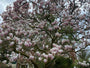 Gewöhnliche Magnolie - Magnolia x soulangeana