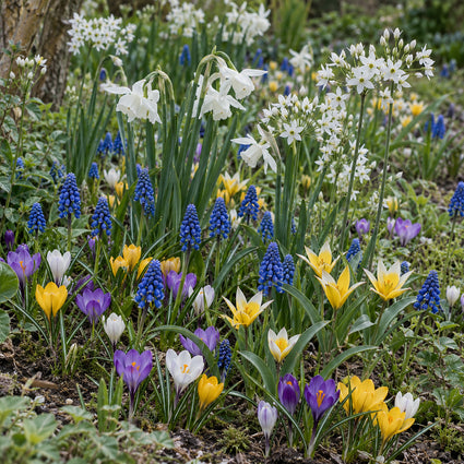 Krokus Botanische Mischfarben – 180 Blumenzwiebeln