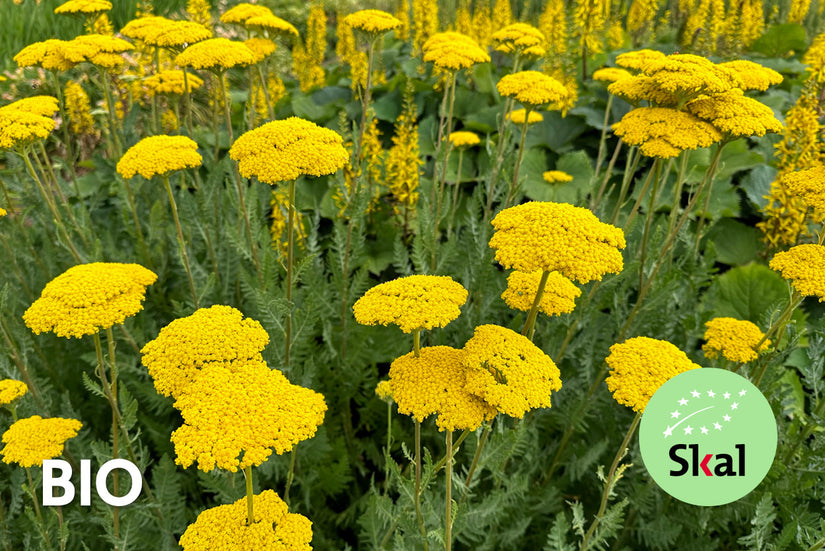 Bio-Schafgarbe - Achillea 'Coronation Gold'