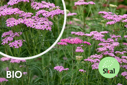 Bio-Schafgarbe - Achillea millefolium 'Cerise Queen'