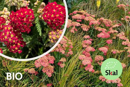 Bio Schafgarbe - Achillea millefolium 'Paprika'