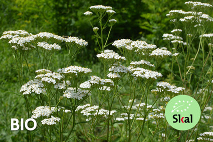 Bio-Schafgarbe - Achillea millefolium