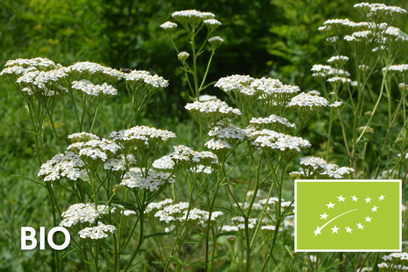 Biologisches Gemeines Schafgarben (Weiß) - Achillea millefolium Schneetaler