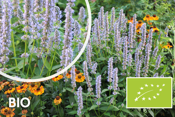 Bio-Süßholzpflanze - Agastache 'Blue Fortune'