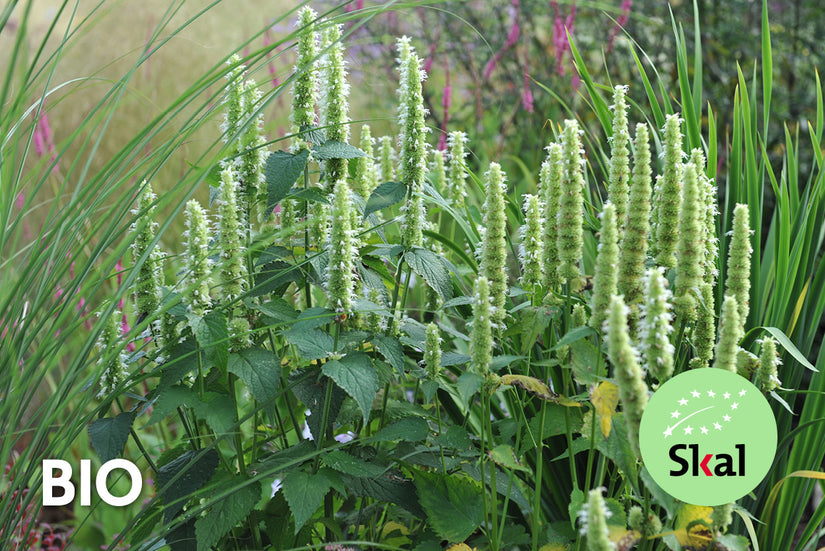 Bio-Süßholzpflanze / Koreanische Minze - Agastache rugosa 'Alabaster'