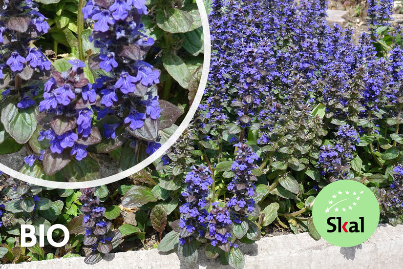 Bio-Creeping Zenegreen – Ajuga reptans (auch pro/m2)