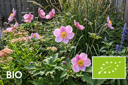 Bio-Herbst-Anemone Rosa (Höhe 80 cm) - Anemone hupehensis 'Praecox'
