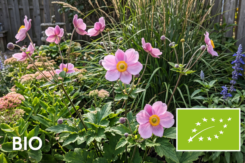 Bio-Herbst-Anemone Rosa (Höhe 80 cm) - Anemone hupehensis 'Praecox'