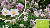 Bio Herbstanemone   Anemone hupehensis 'September Charm'