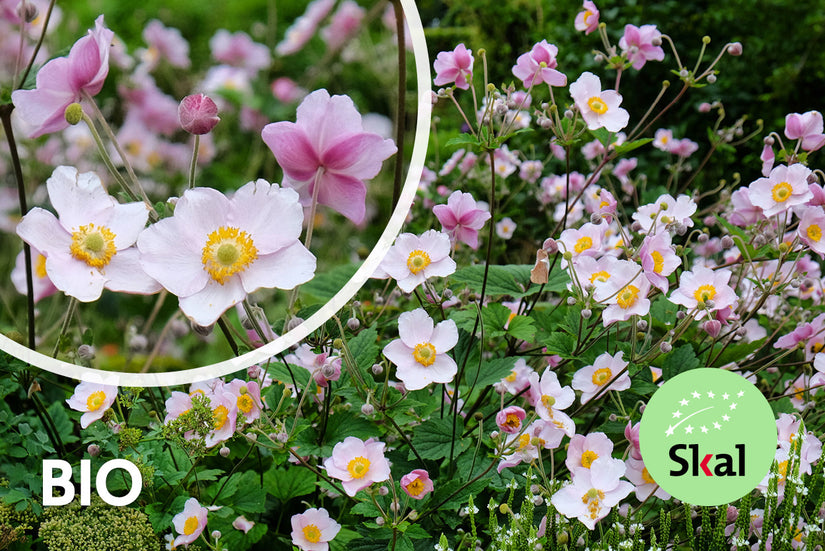 Bio-Herbstanemone - Anemone hupehensis 'September Charm'