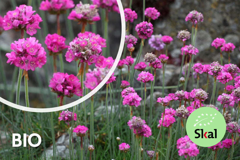 Bio-Englisches Gras - Armeria maritima 'Splendens' (auch pro/m2)