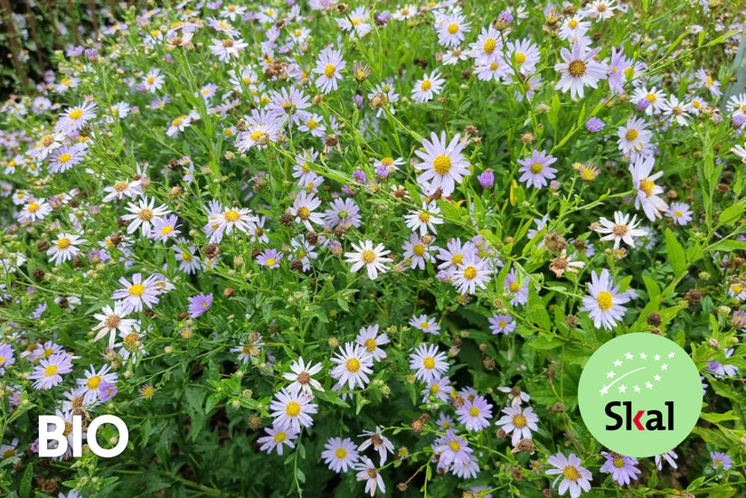 Bio-Sommeraster - Aster amellus 'Rudolf Goethe'