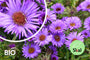 Bio-Herbstaster - Aster novae-angliae 'Purple Dome' TIPP