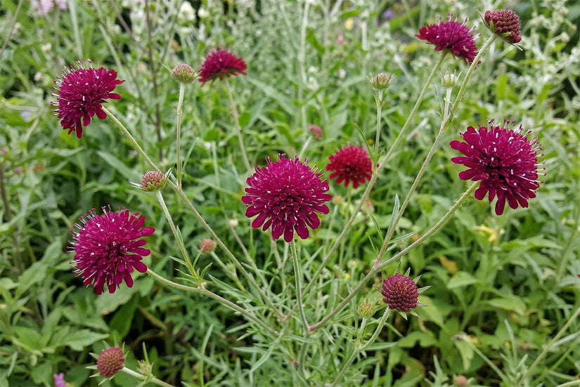 Wiesenkrone - Knautia macedonica