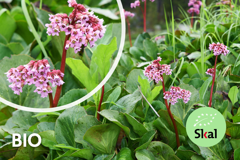 Bio-Cobbler-Pflanze - Bergenia cordifolia