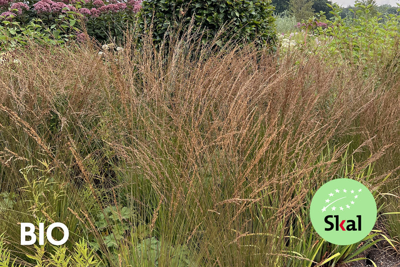 Bio-Straußenrohr - Calamagrostis x acutiflora 'Karl Foerster' TIPP