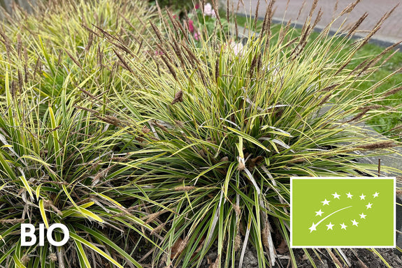 Bio-Segge - Carex morrowii 'Ice Dance'