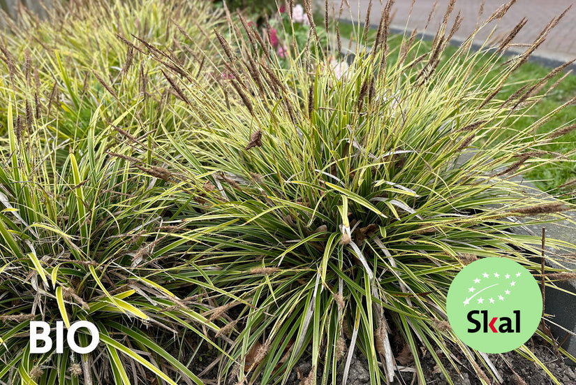 Bio-Segge - Carex morrowii 'Ice Dance'