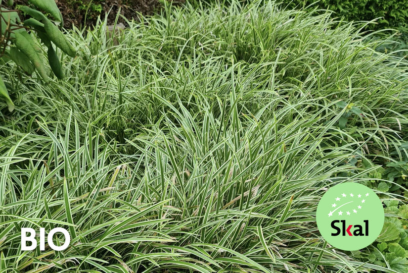 Bio-Segge - Carex morrowii 'Variegata'