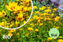 Bio-Mädchenaugen - Coreopsis lanceolata 'Sterntaler'