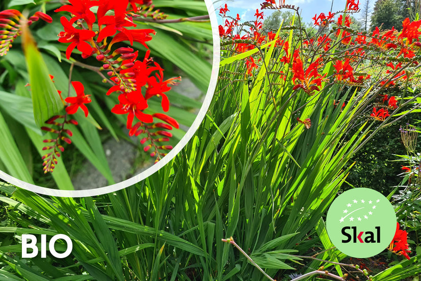 Bio-Montbretia - Crocosmia 'Lucifer' TIPP