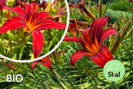 Taglilie (rot) – Hemerocallis „Sammy Russell“ TIPP