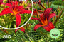 Taglilie (rot) – Hemerocallis „Sammy Russell“ TIPP