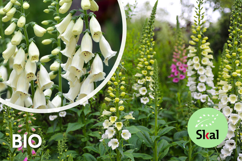 Bio-Fingerhut - Digitalis purpurea 'Alba'