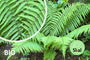 Biologischer schuppiger Wurmfarn - Dryopteris affinis