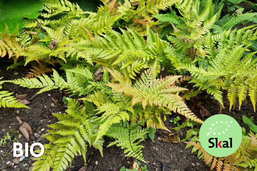 Bio-Herbstfarn - Dryopteris erythrosora