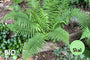 Bio-Männchenfarn - Dryopteris filix-mas